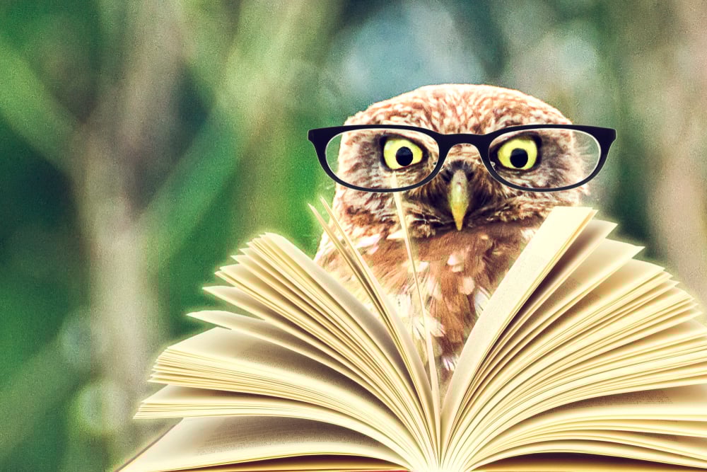 An owl studies up on his health insurance benefits.