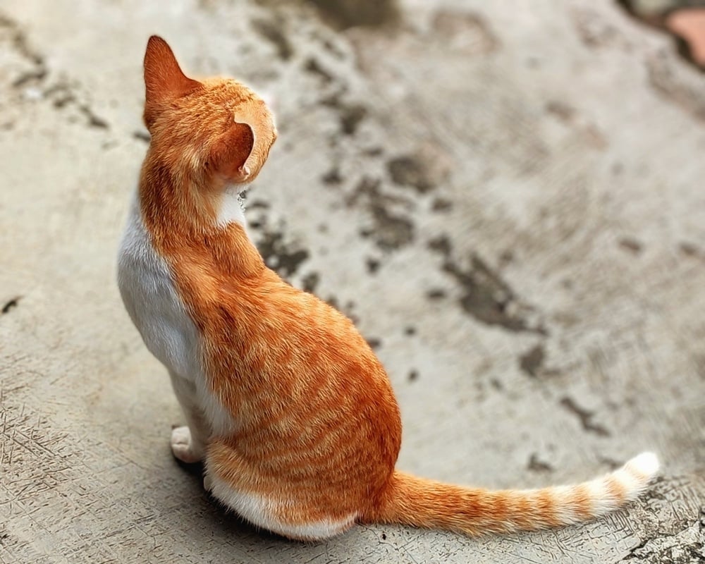 A long-tailed cat waits find what he's looking for.