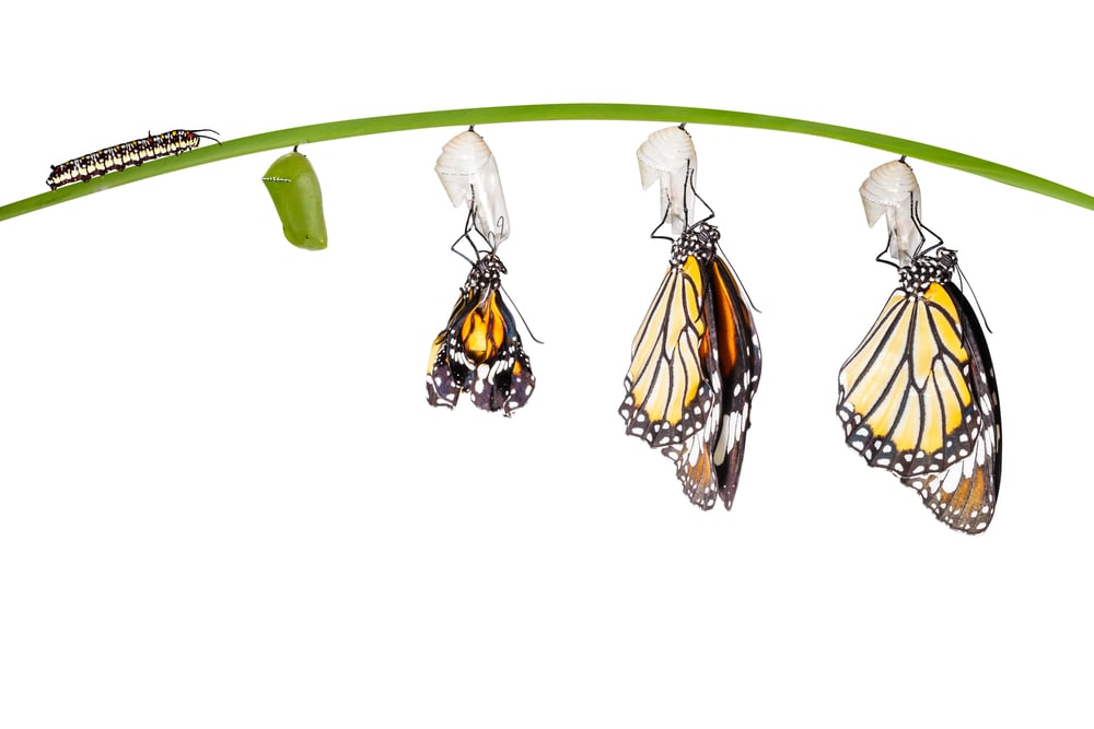 A butterfly goes through metamorphosis, just like Part D.
