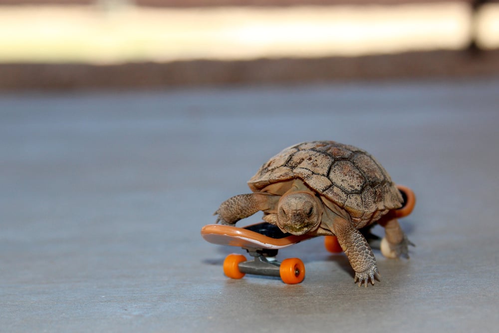 A tortoise makes its life easier by riding a skateboard.